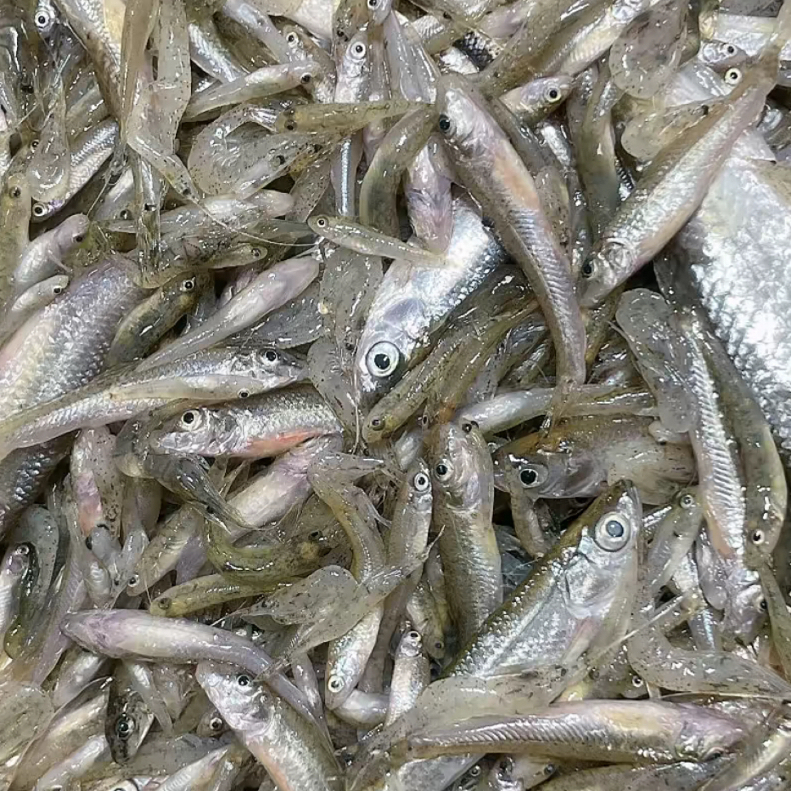 包网小杂鱼（不退不换）