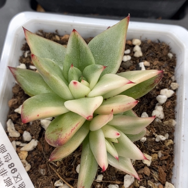 421托干玛丽亚锦宽锦