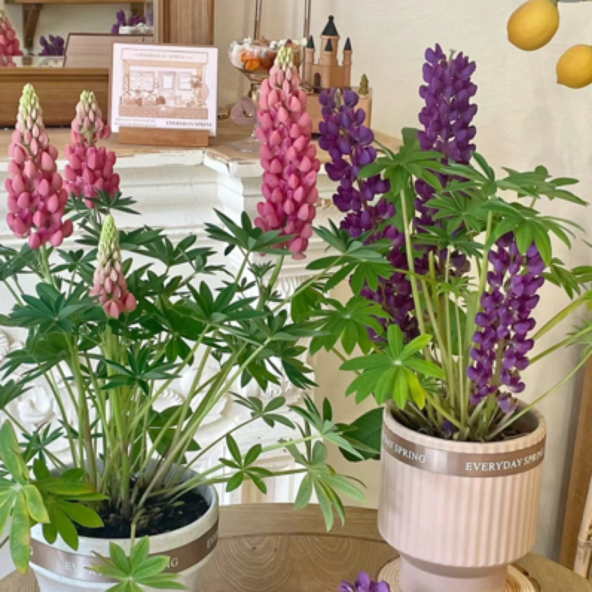 鲁冰花耐寒耐热多年生