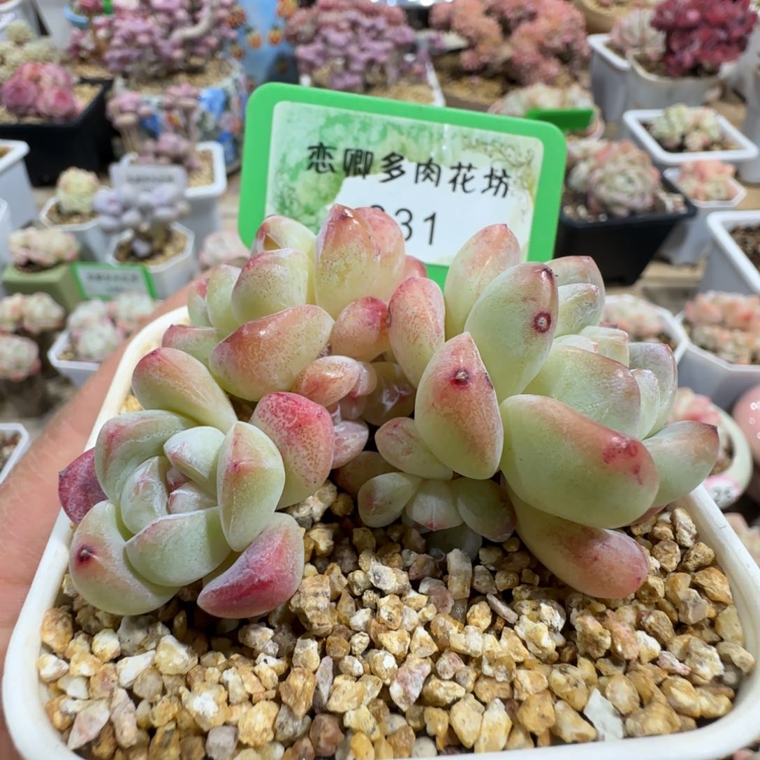 331冰玉多头无砍老桩