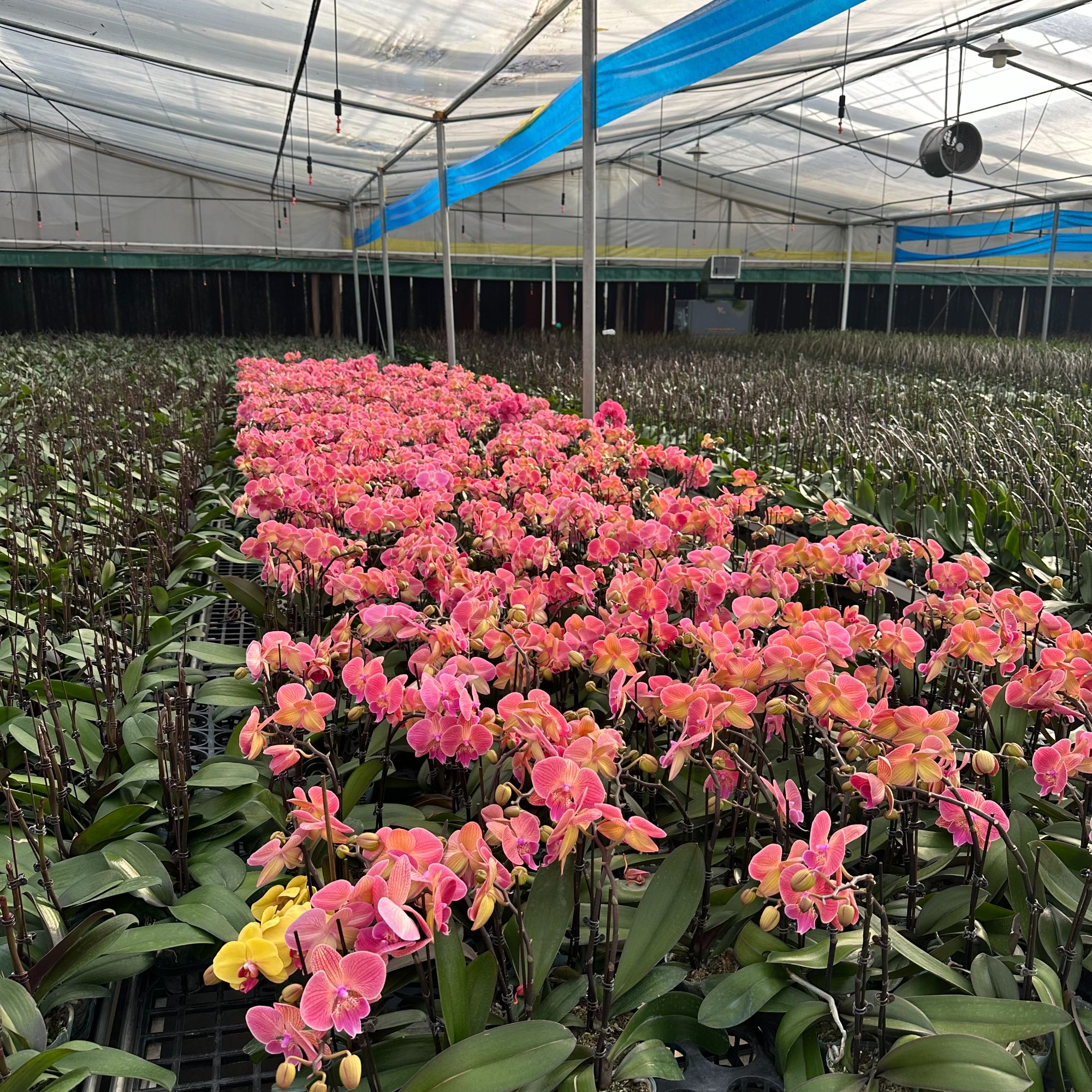 A+【3苗盲盒装】随机发3苗3剑盲盒装