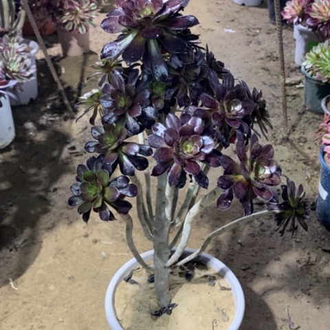 954黑法师234567889