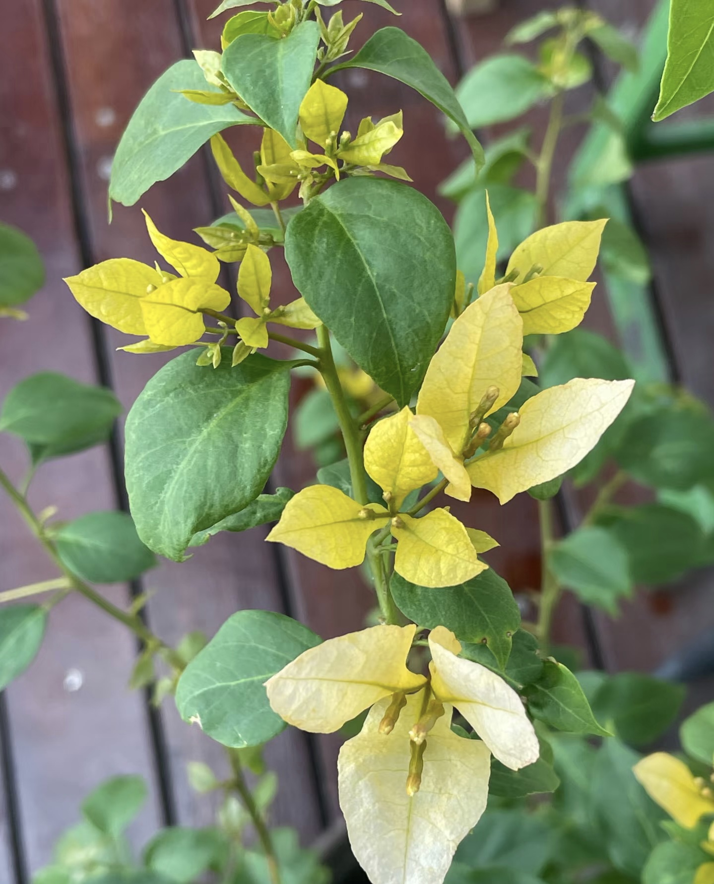 等你【彩色三角梅】室内室外种植好养易活爬藤盆栽花卉--单盆