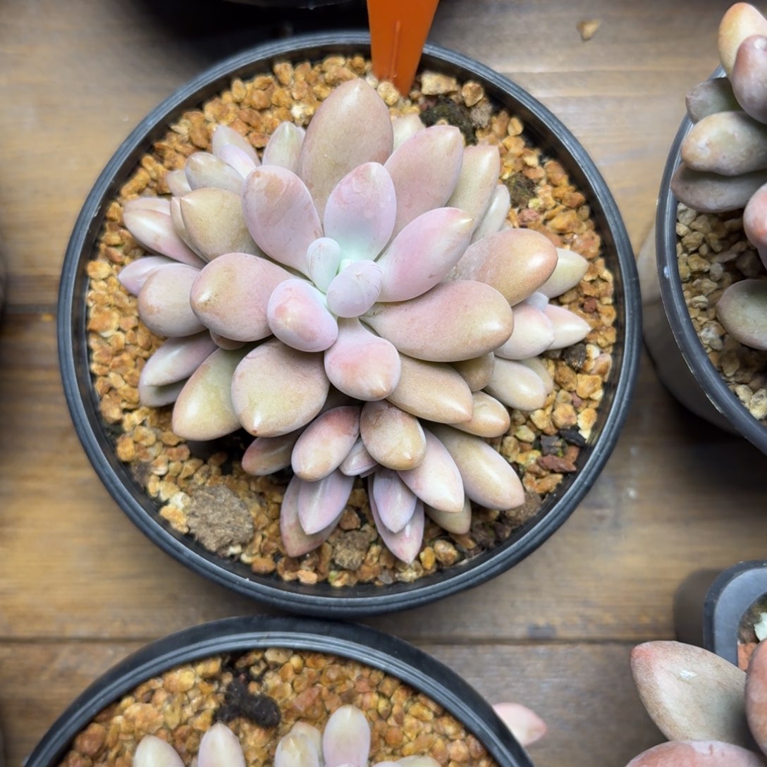 原始虞美人11111111111