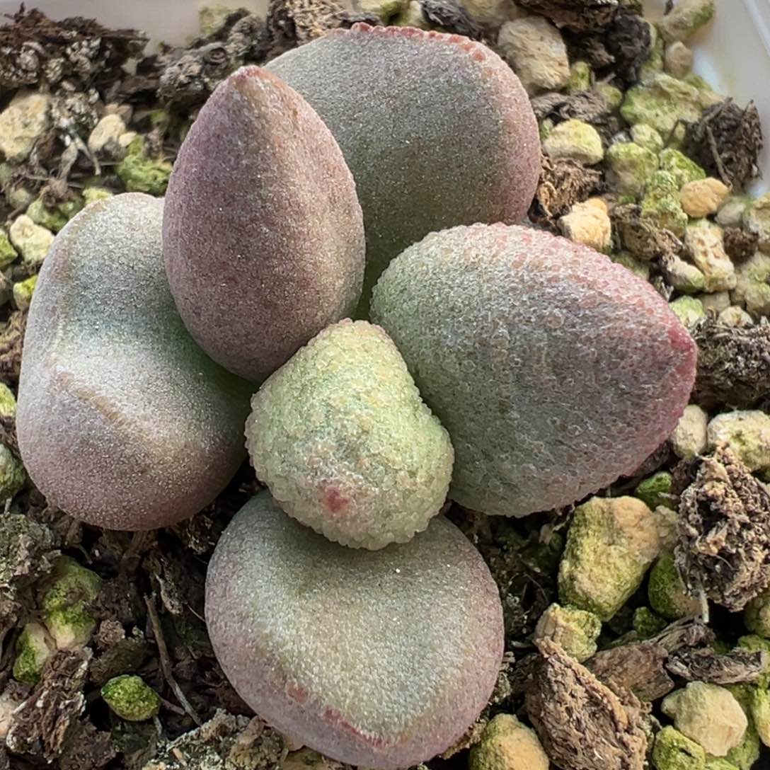 实生新品多肉植物水泡实生新品