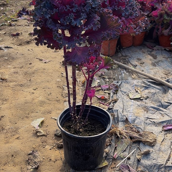 无花朵红褶裙多头一个
