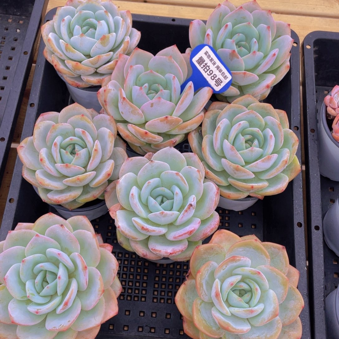 量拍98号 宽叶凤橙母本大单头一个