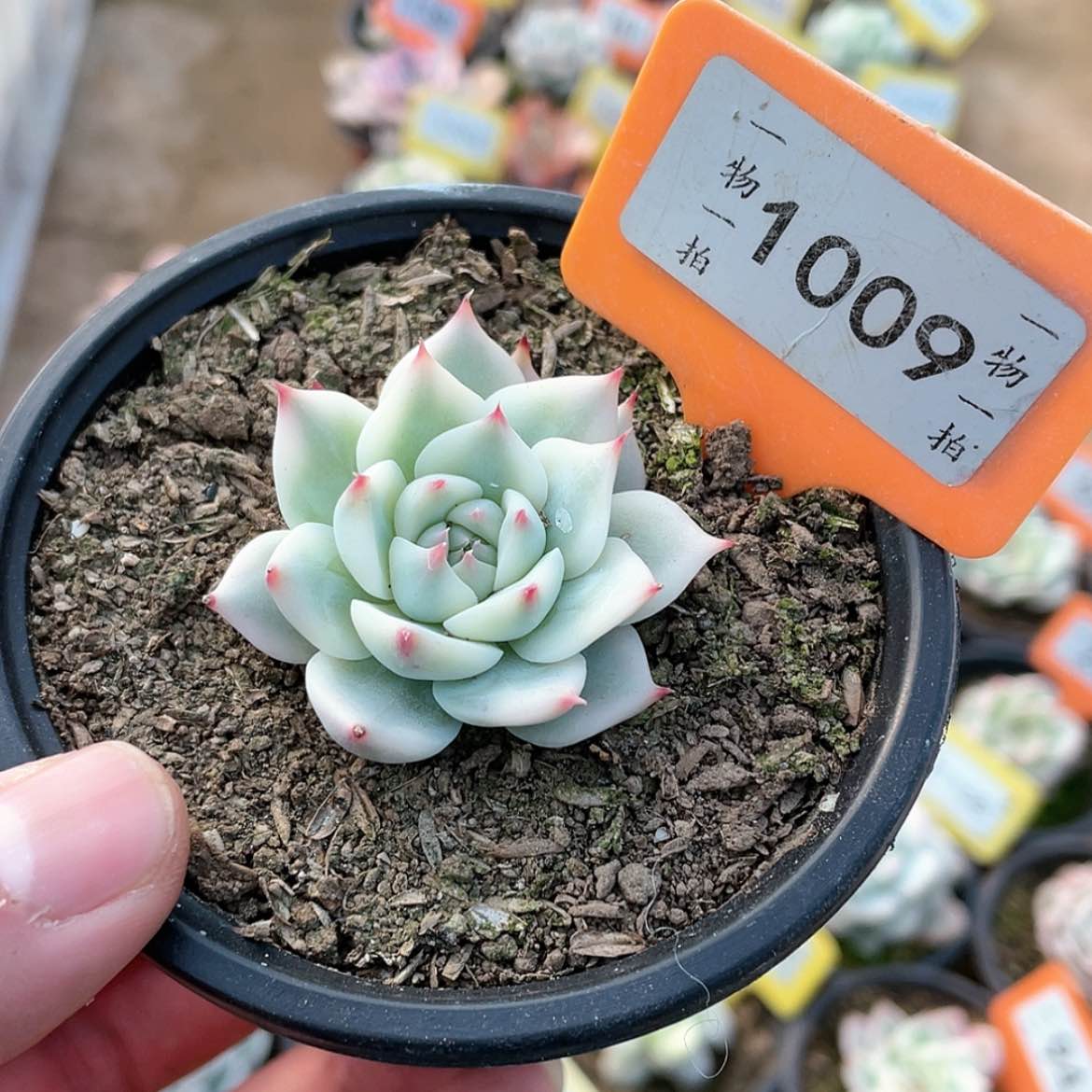 【闪购商品】1009号