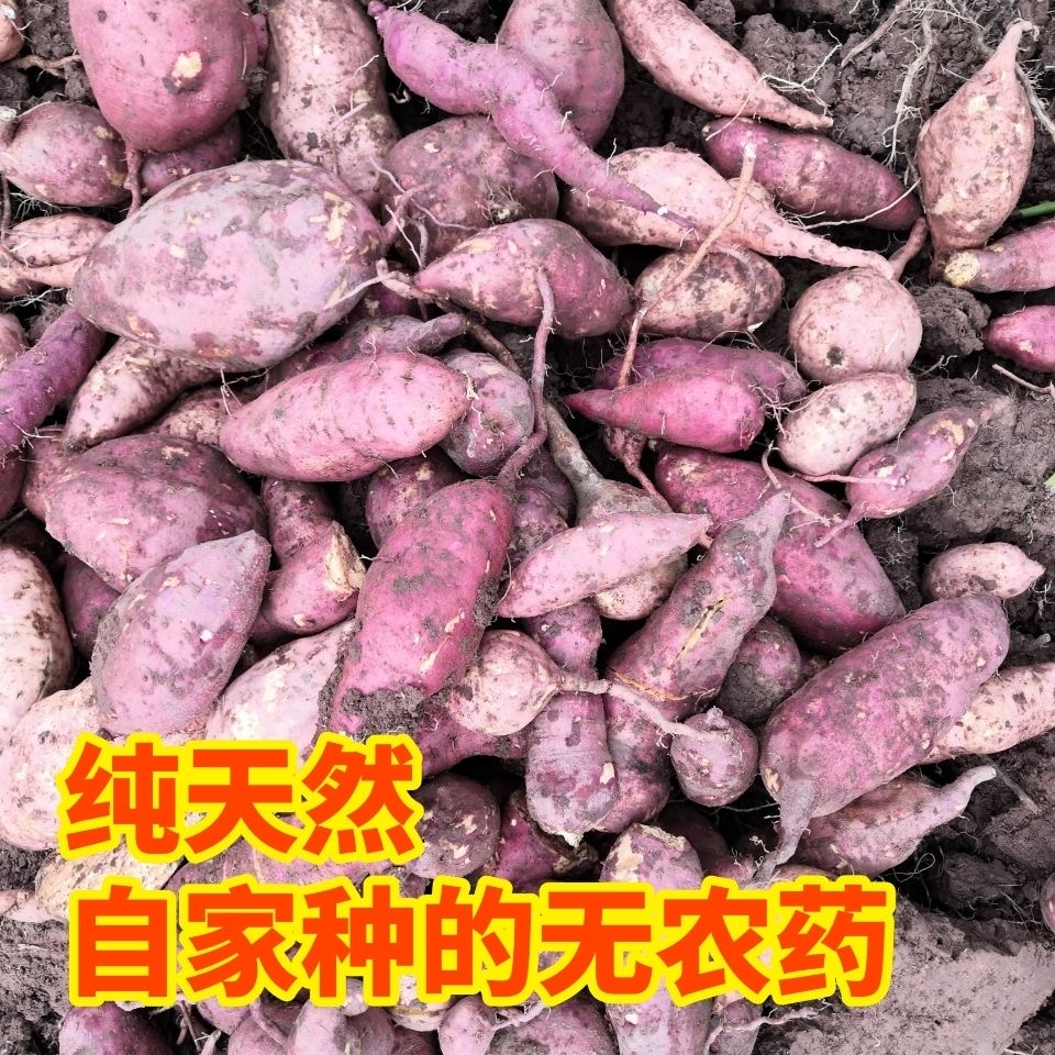 【红薯】江西本地农村自种露天红皮红心白心红薯脆甜软糯