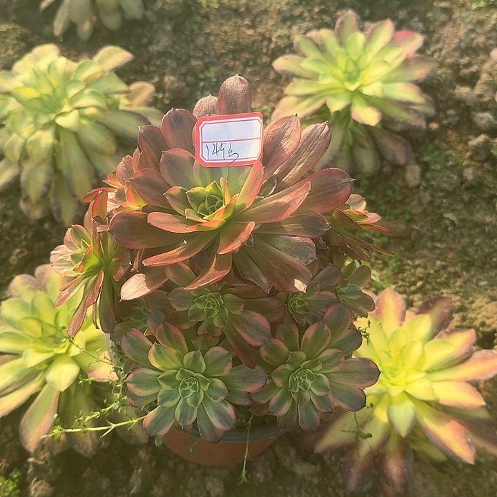 梨*?多肉植物安娜149号无售后