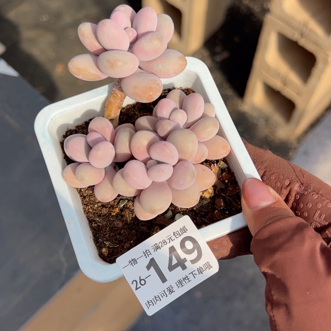 桃蛋多肉多肉多肉多肉多肉多肉