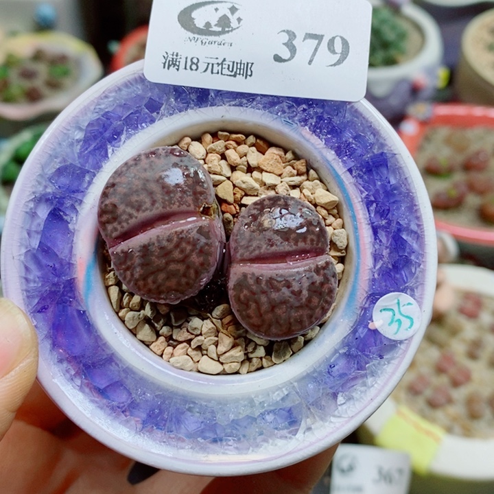 生石花花花花花379