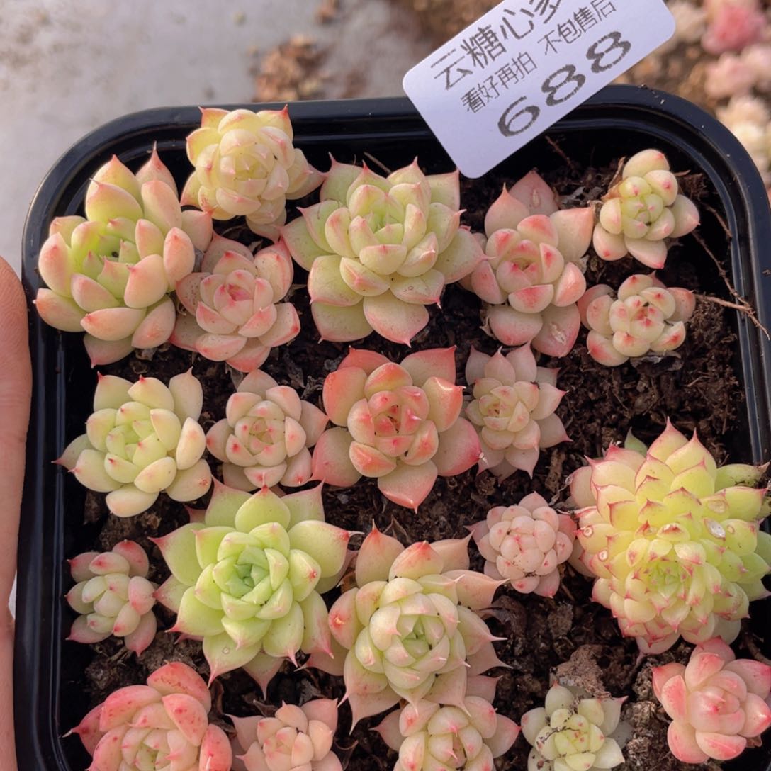 云糖心多肉植物688
