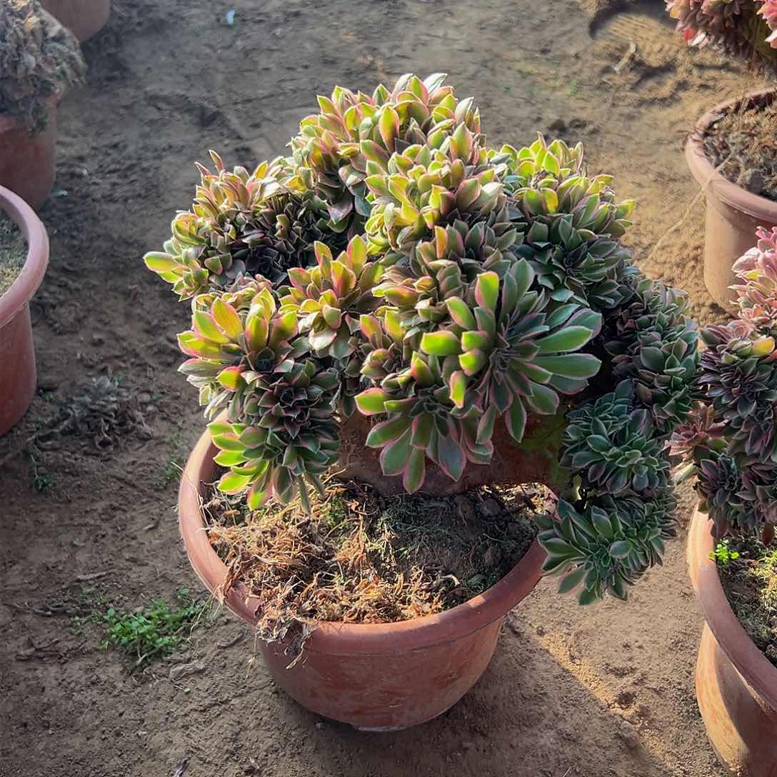 奔***羊女神缀化脱土发货