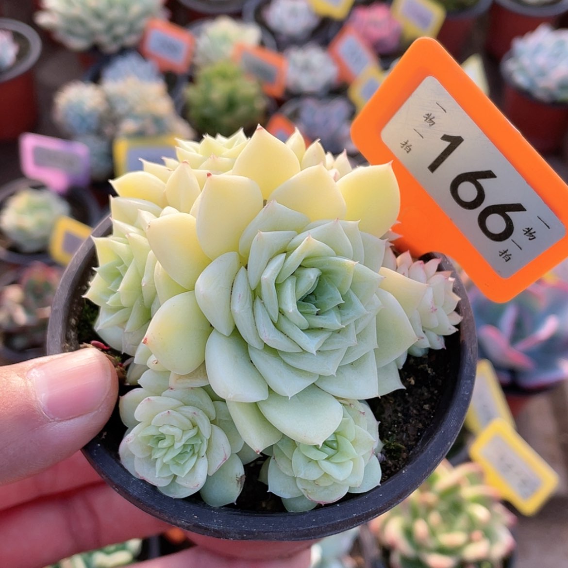 【闪购商品】166号