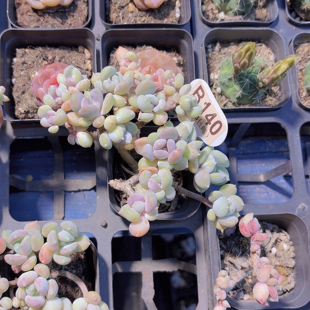 B140加菲猫一物一拍