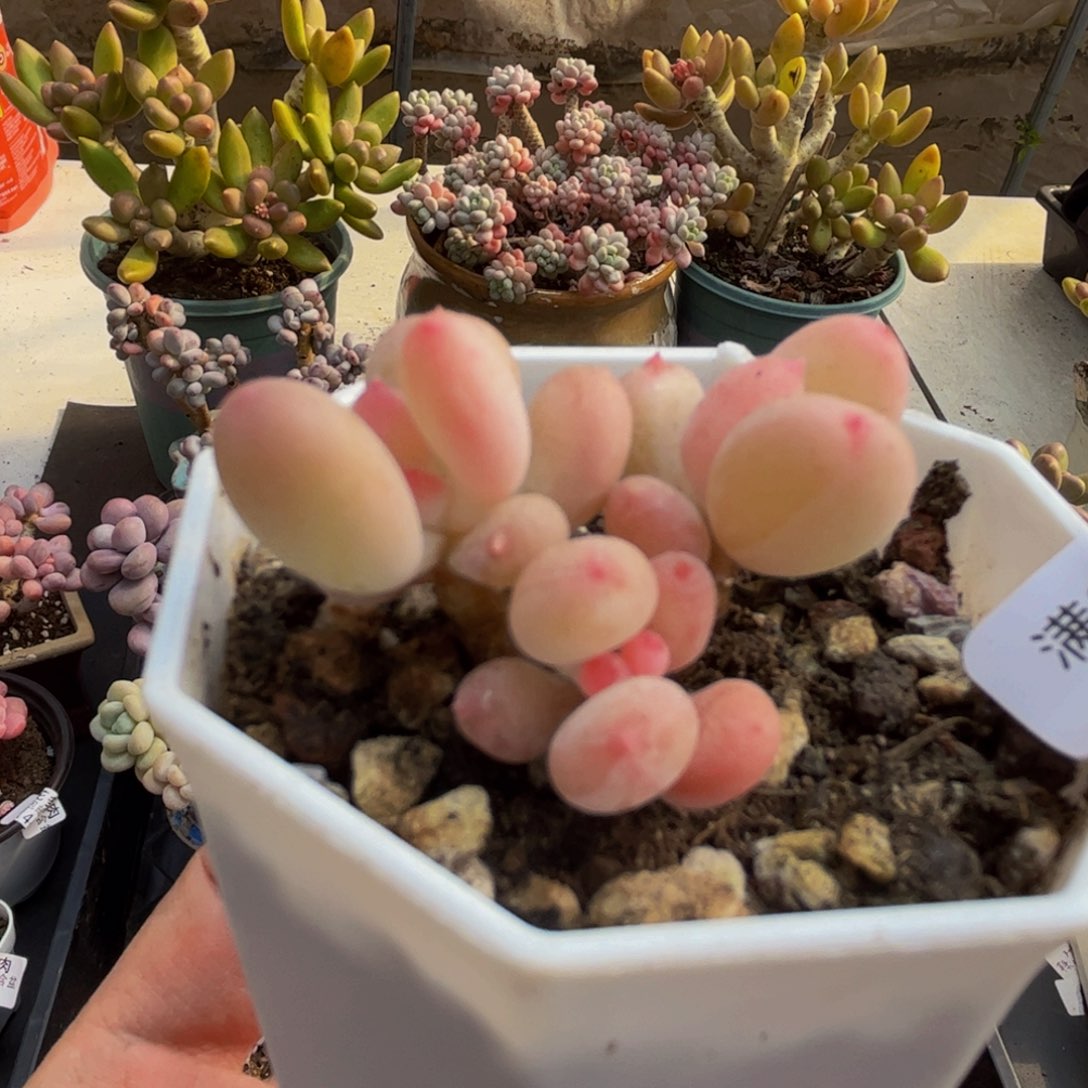 039/3cm苹果奶多肉植物