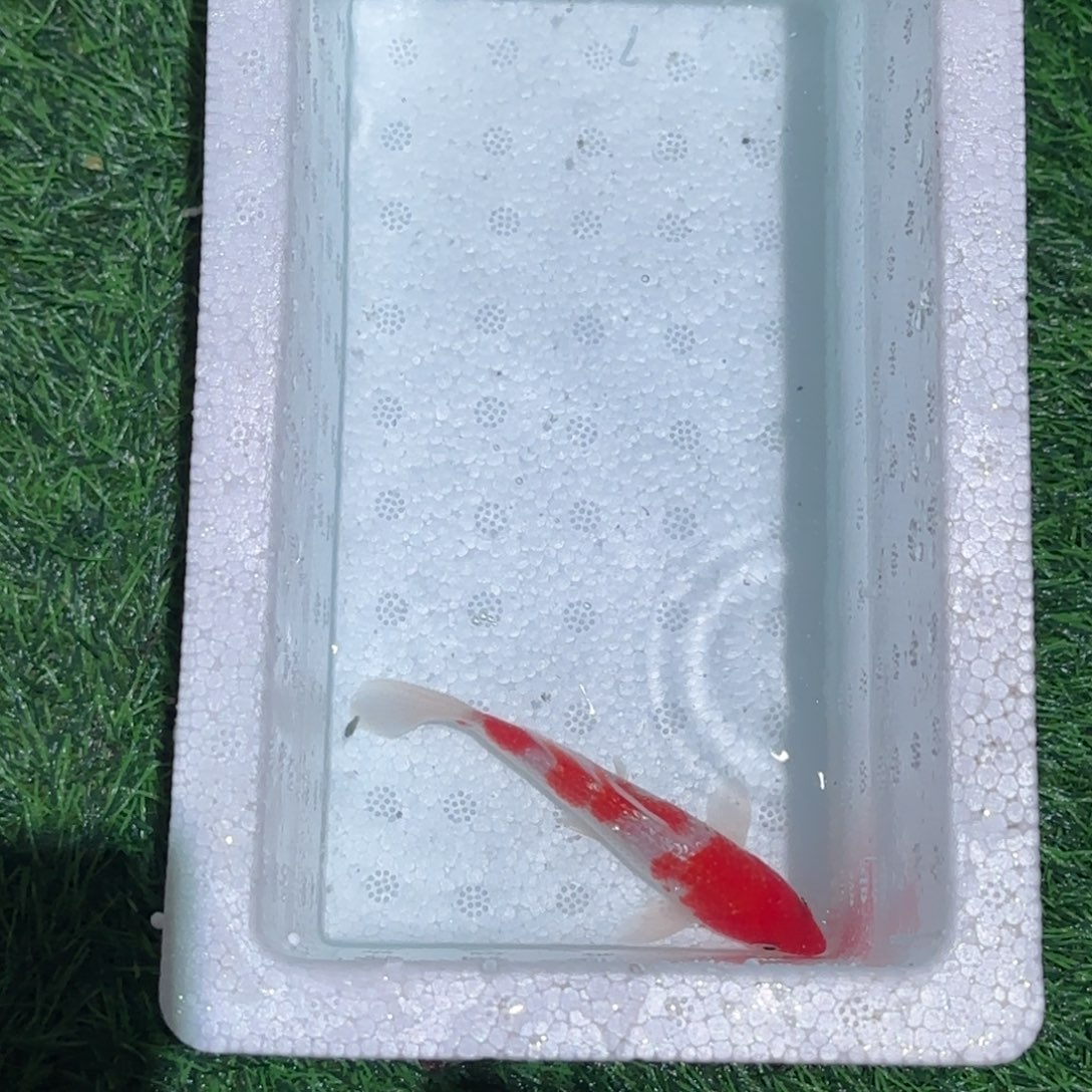 海水鱼锦鲤观赏鱼锦鲤