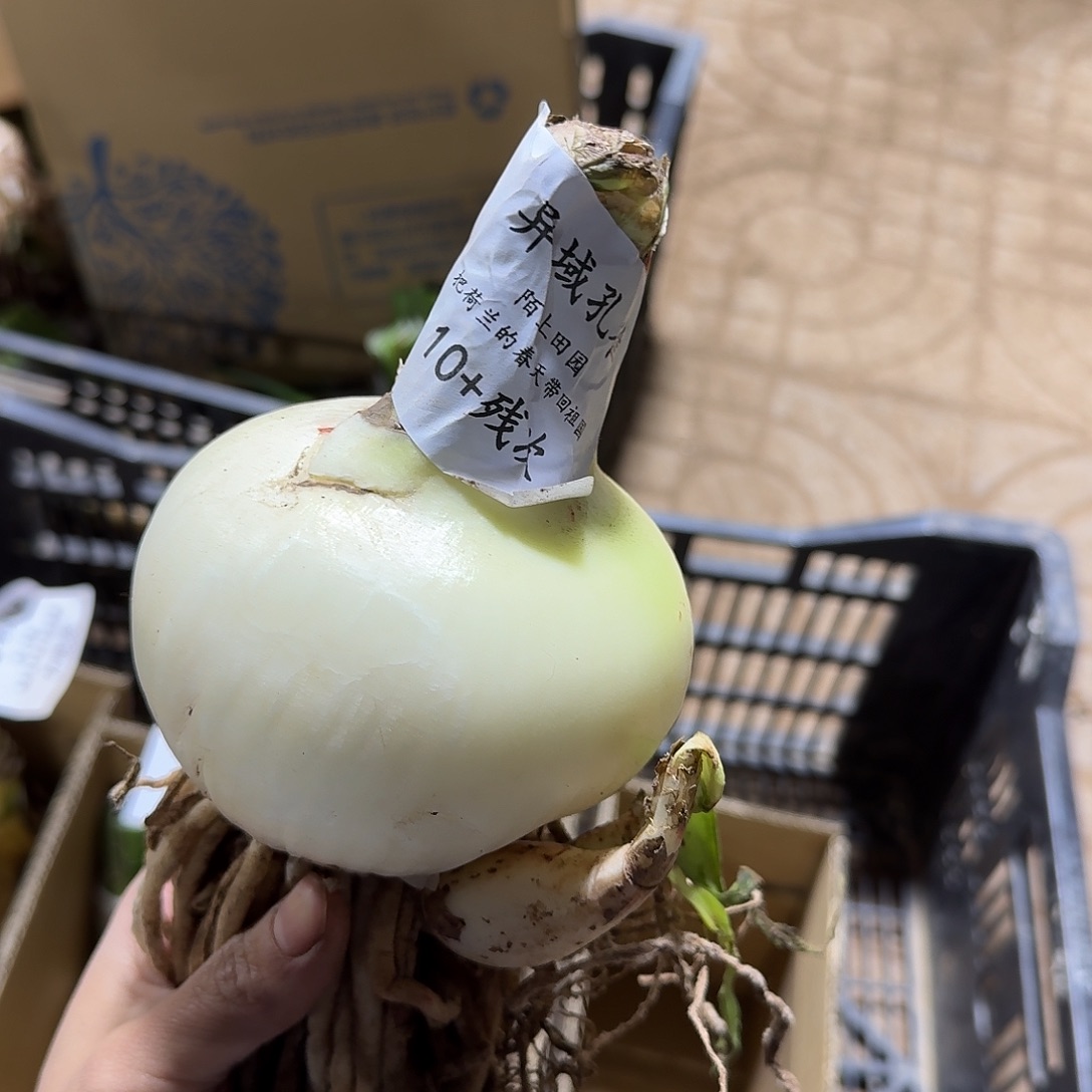 异域孔雀10版次不包养护