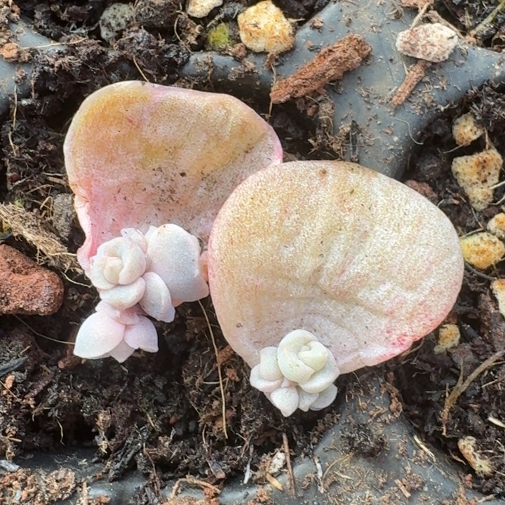 红锦可爱玫瑰一物一拍264