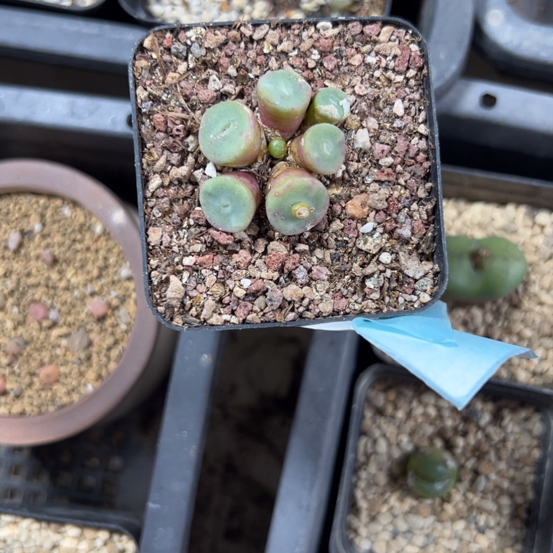 养***人22-69肉锥多肉植物，