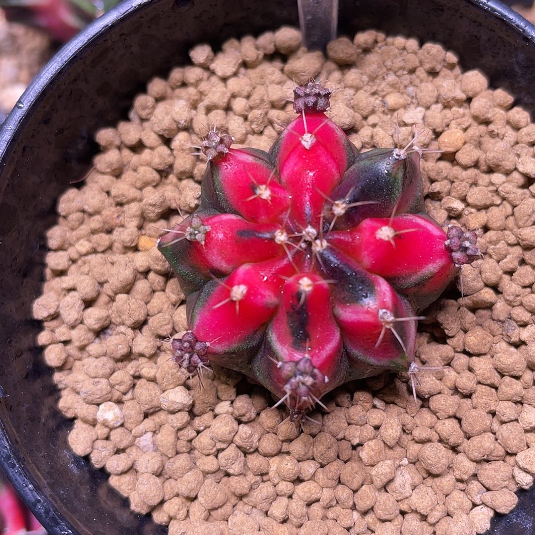 1-220米哈锦3.4厘米