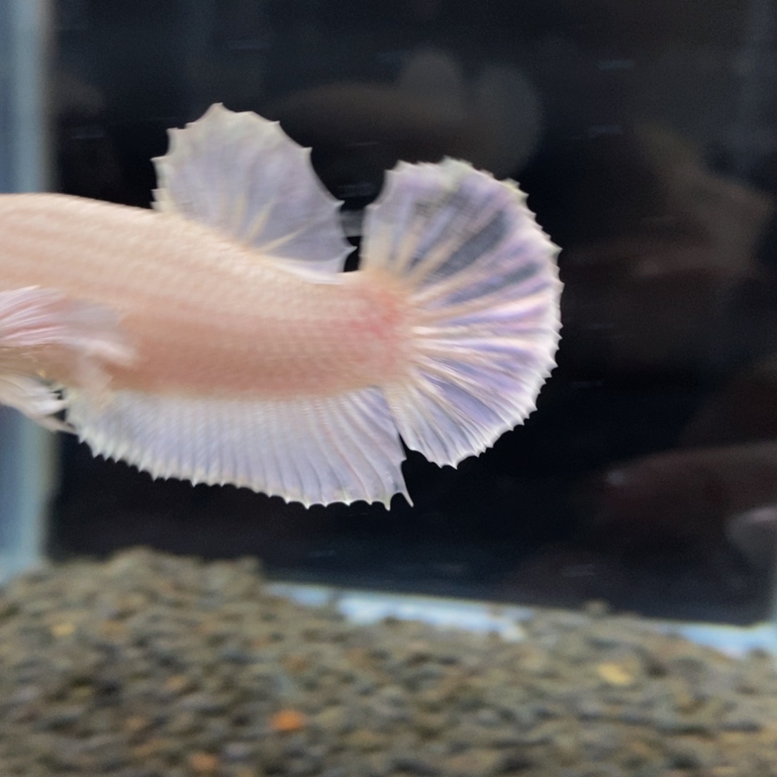 热带鱼公453巨斗