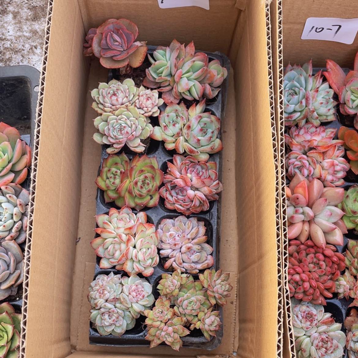 【闪购商品】10颗-6