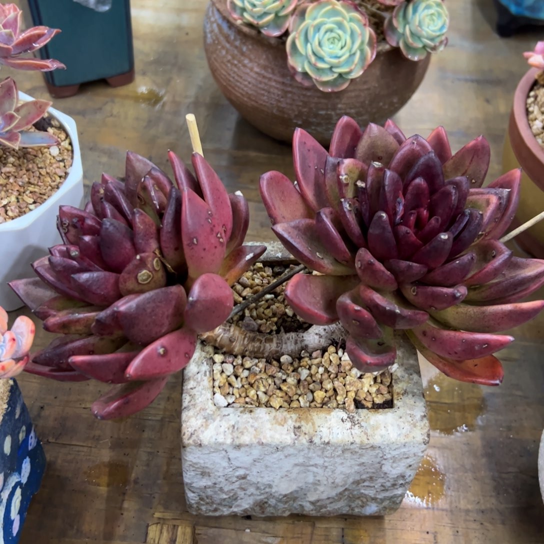 丰沛玫瑰28 零零多肉植物