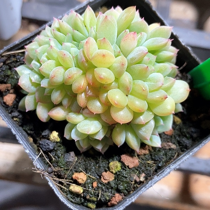 多肉植物冰魄缀化921