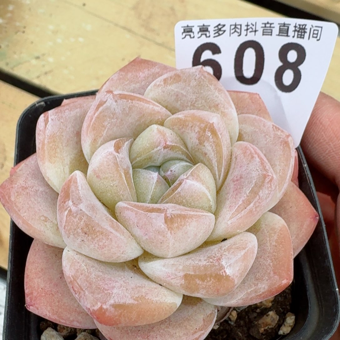 冰玉粉体         多肉植物