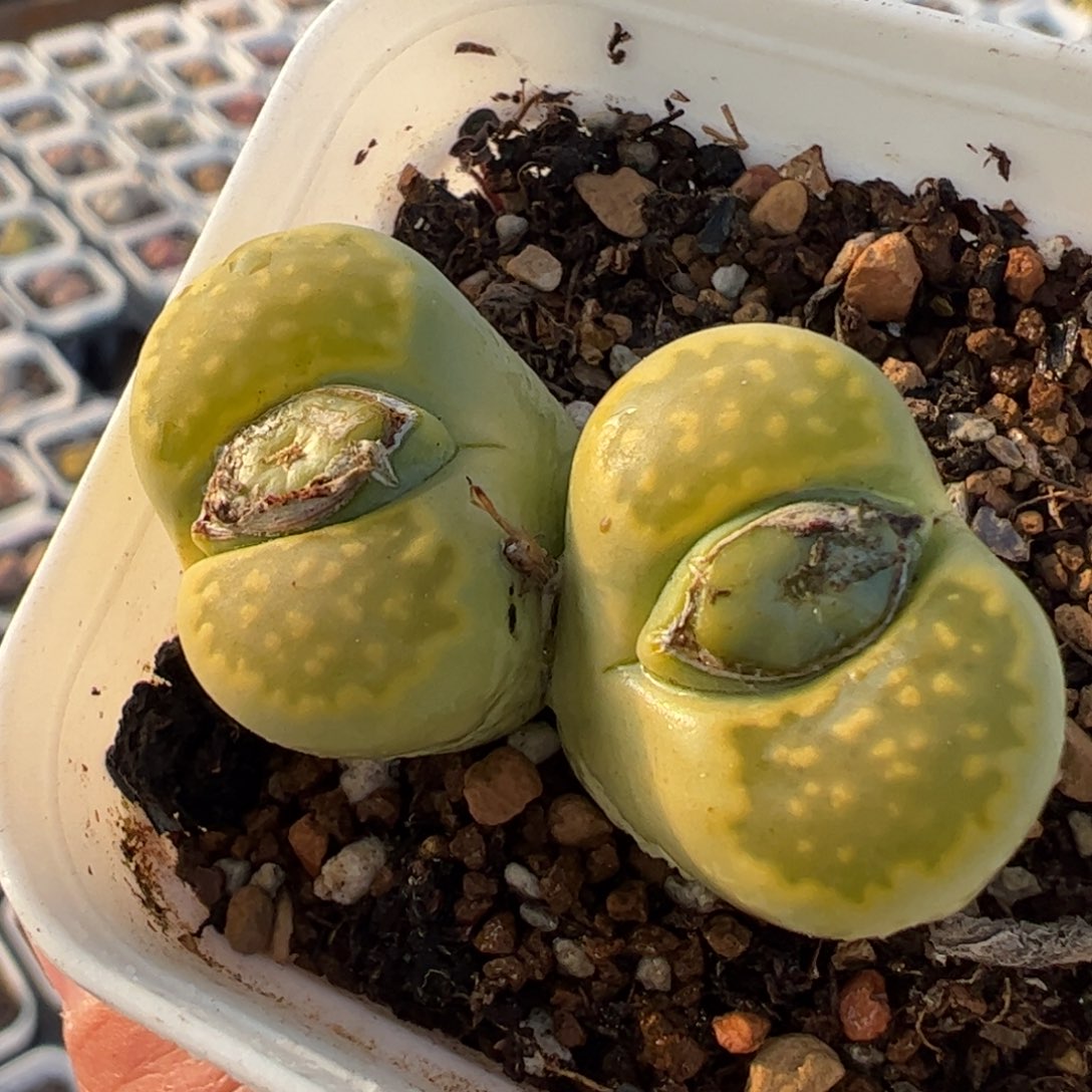 绿孔雀母本多肉植物组合