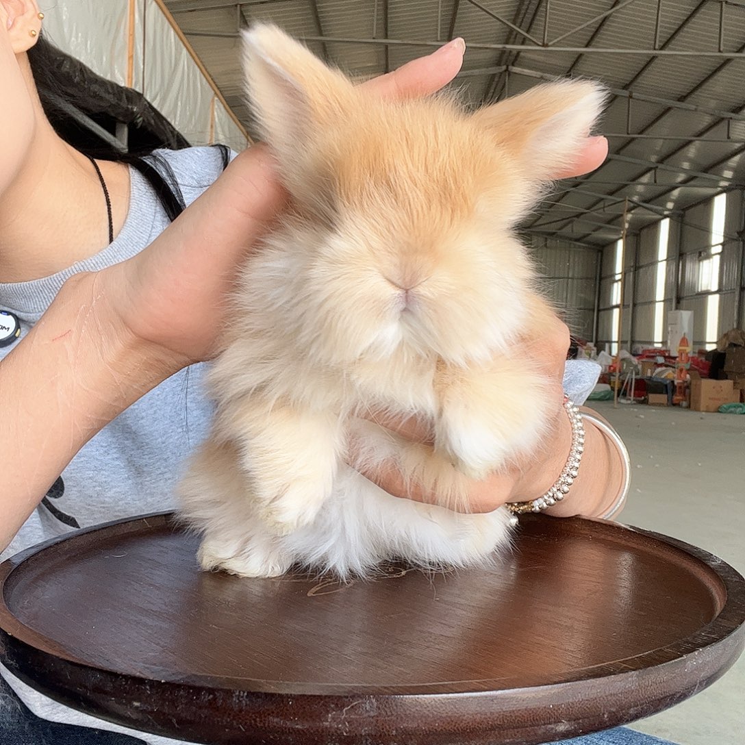 ****️网红安哥拉兔耳号10小妹妹