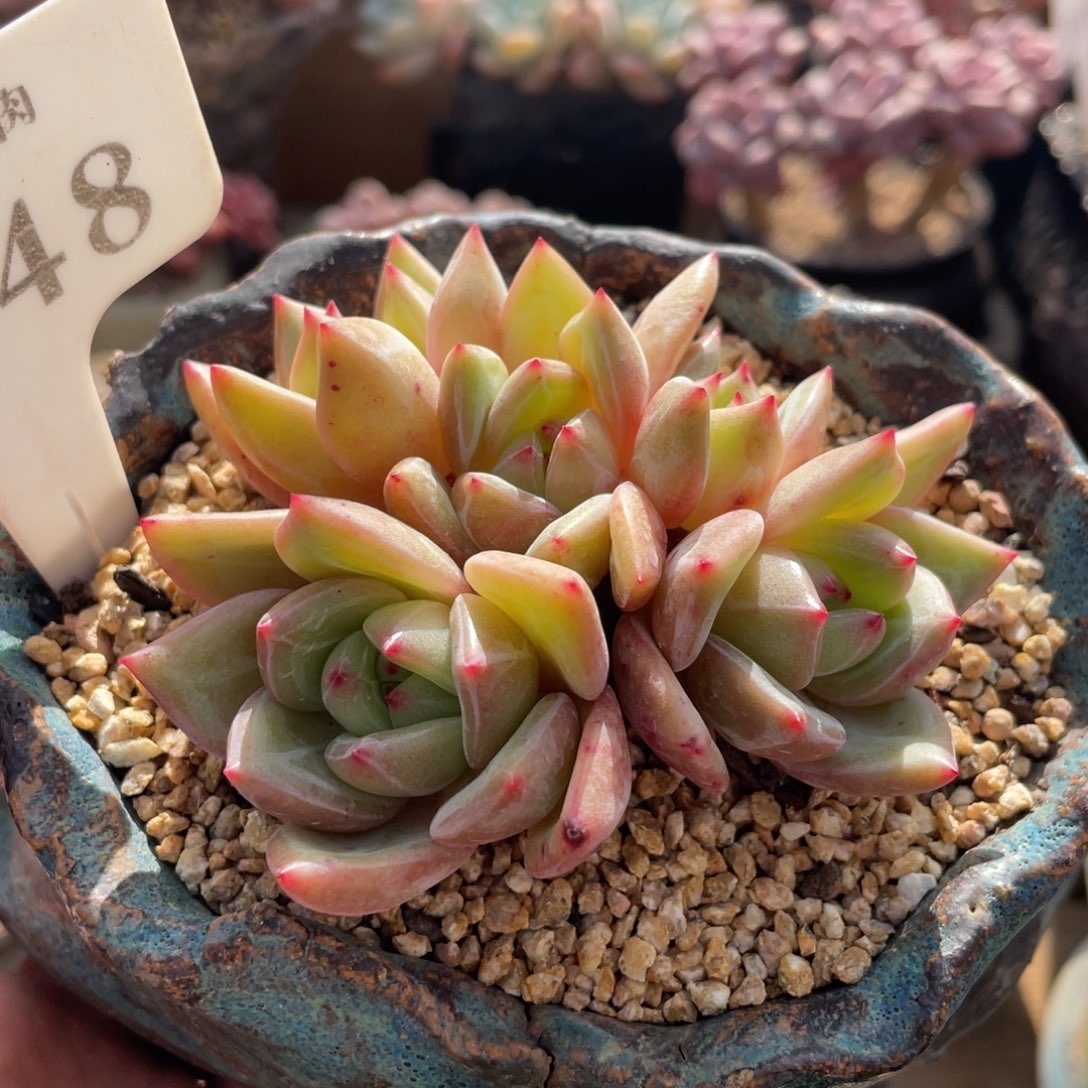 248香槟不带盆8厘米