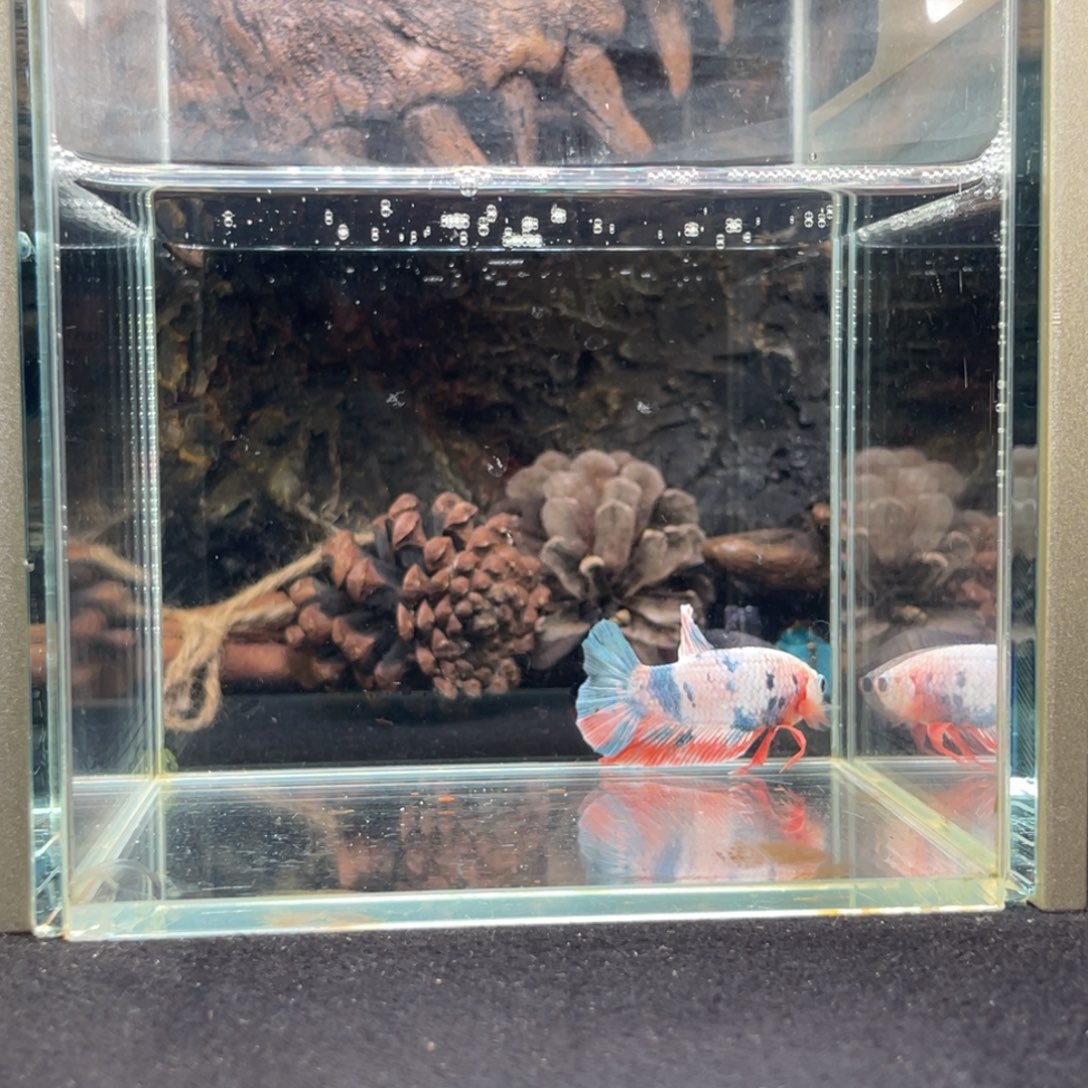 斗鱼十二月二十日竞价