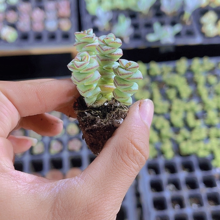精品钱串子多肉植物