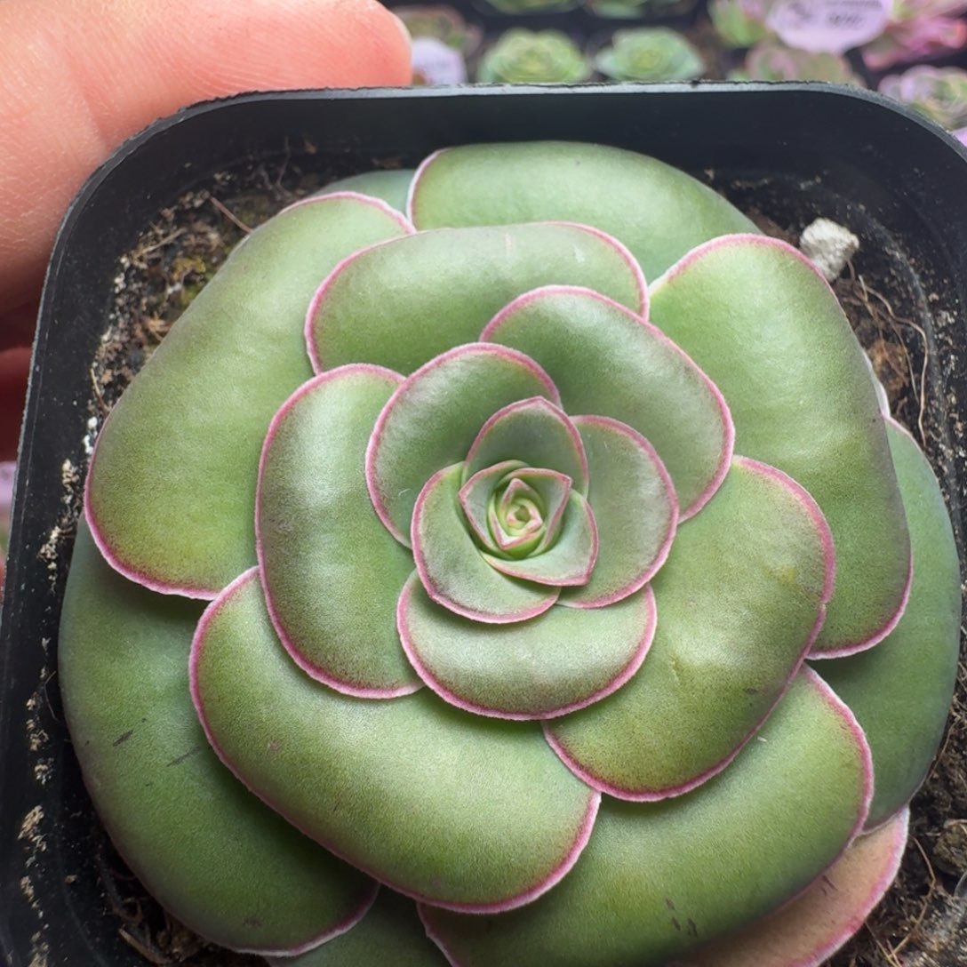 楹楹-39-冠幅  5cm