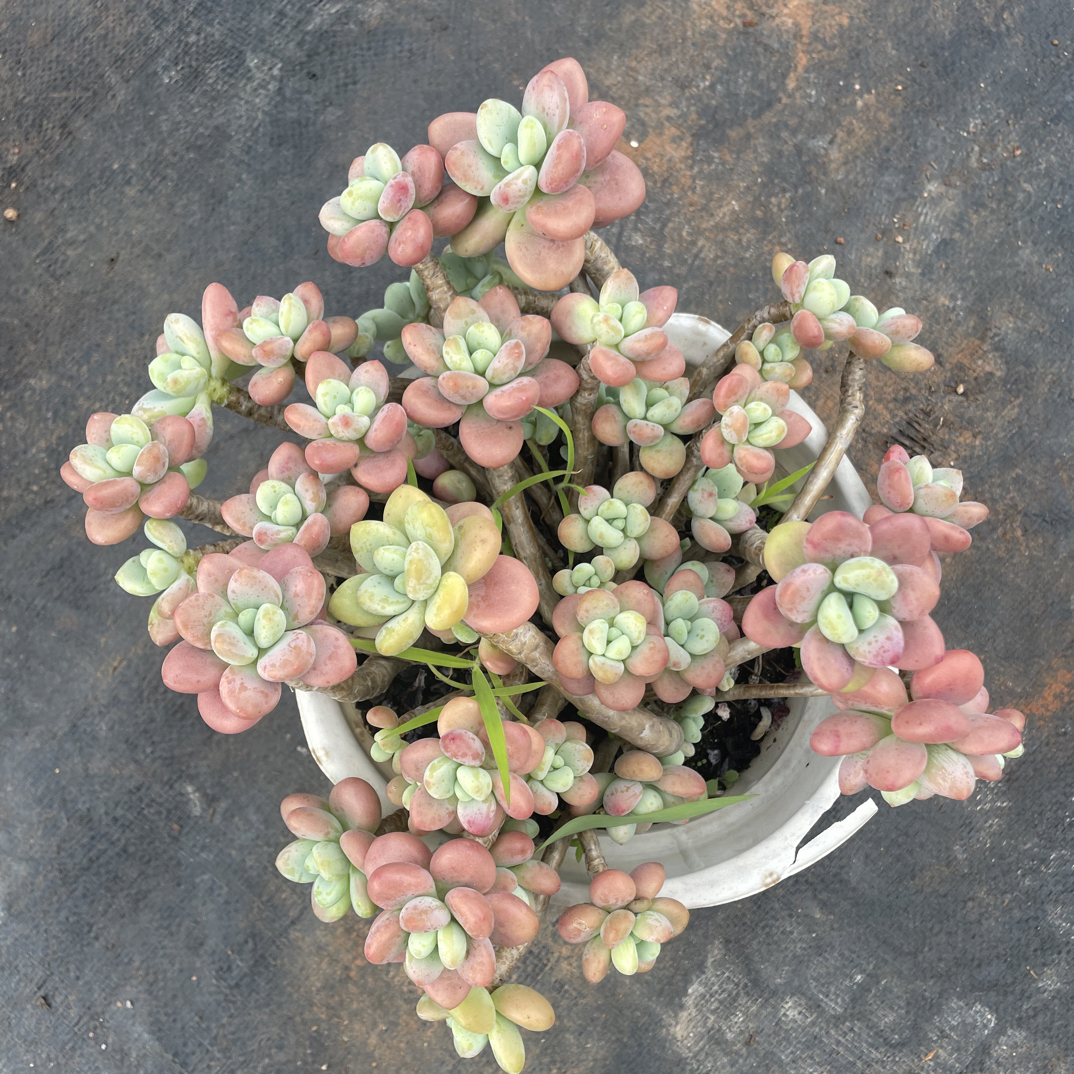 老桩洛神 金金精品多肉植物