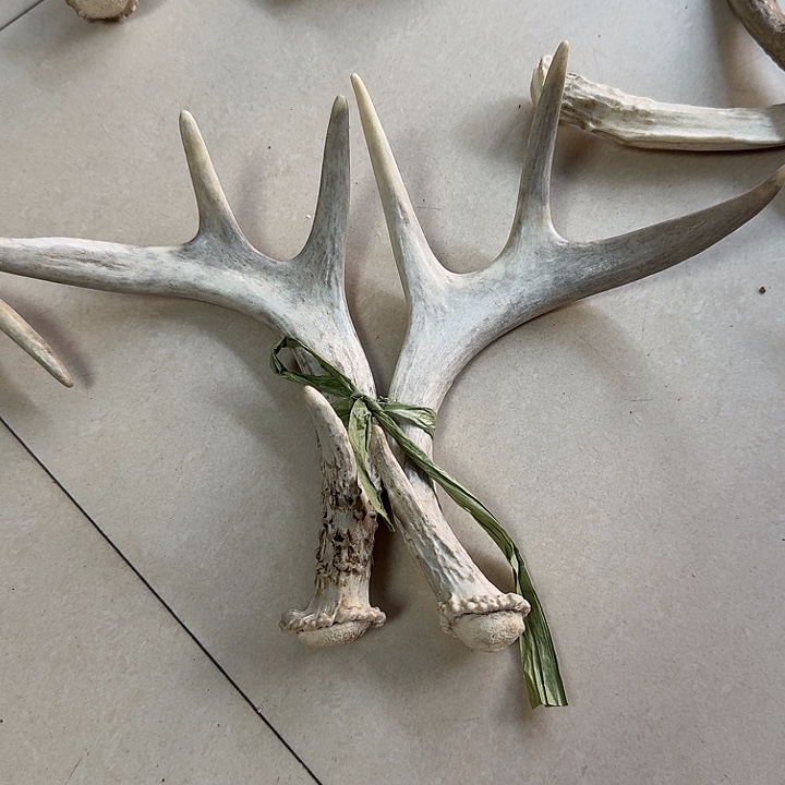 香榧木工艺品鹿角摆件呦