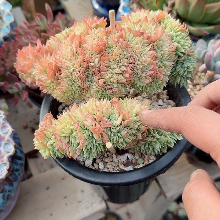 三色堇缀化多肉植物