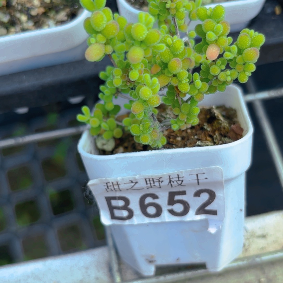 J****^蜜橘糖球652。      