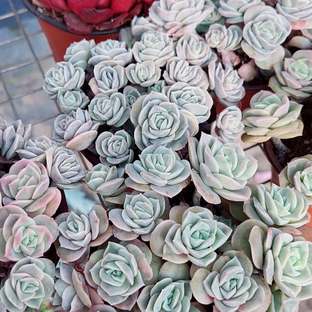可爱玫瑰散装带盆土十头二盆