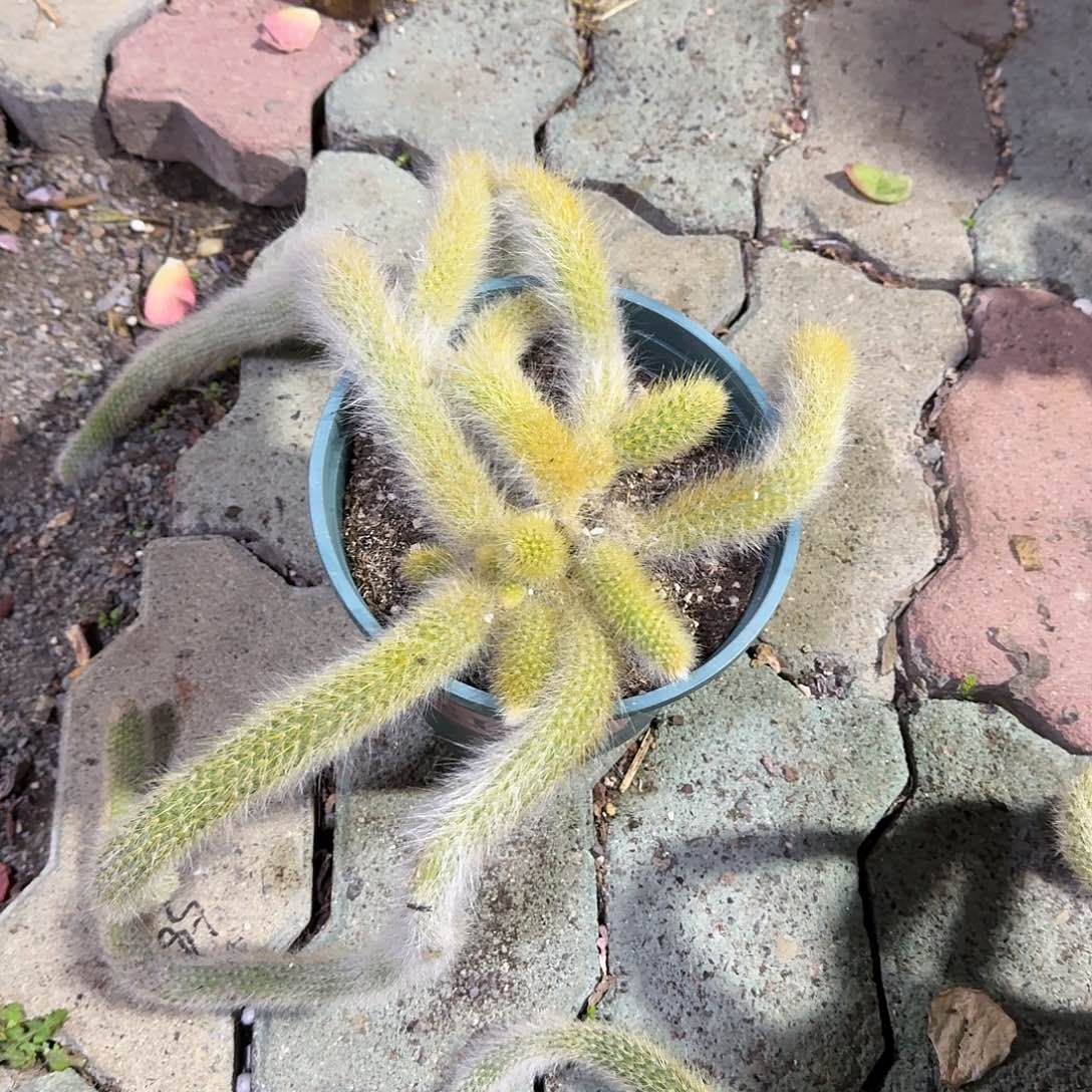 两颗九尾狐多肉植物
