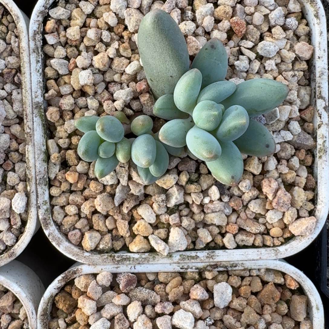 弗拉布 叶插  一物一拍