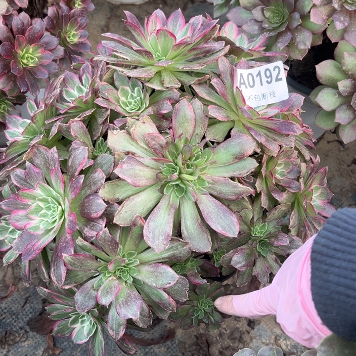 192 多肉法师不包断枝