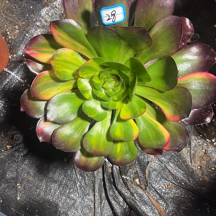 迷***眼28巫毒七彩多肉植物