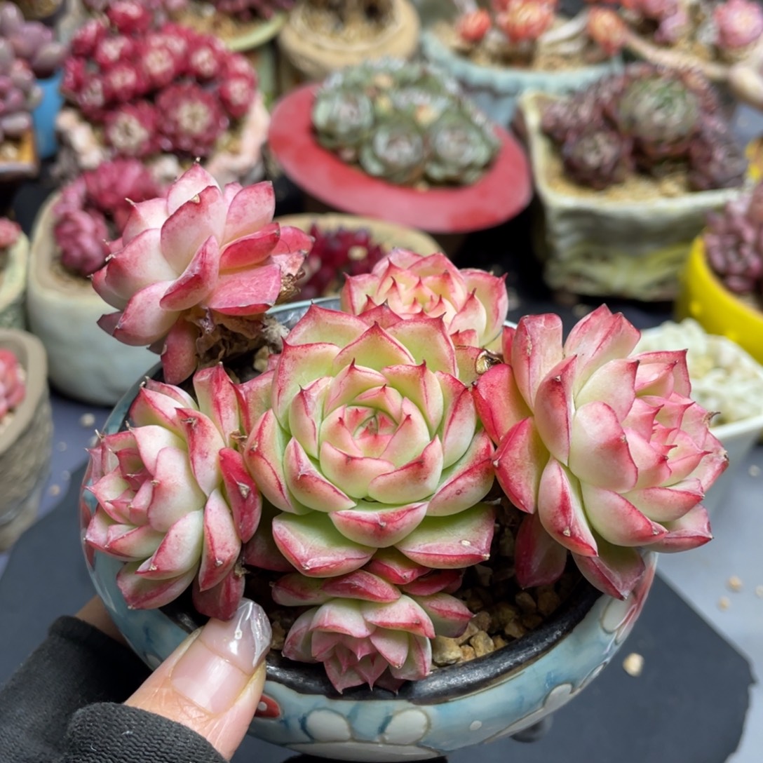 紫***魔女王整装无砍老桩