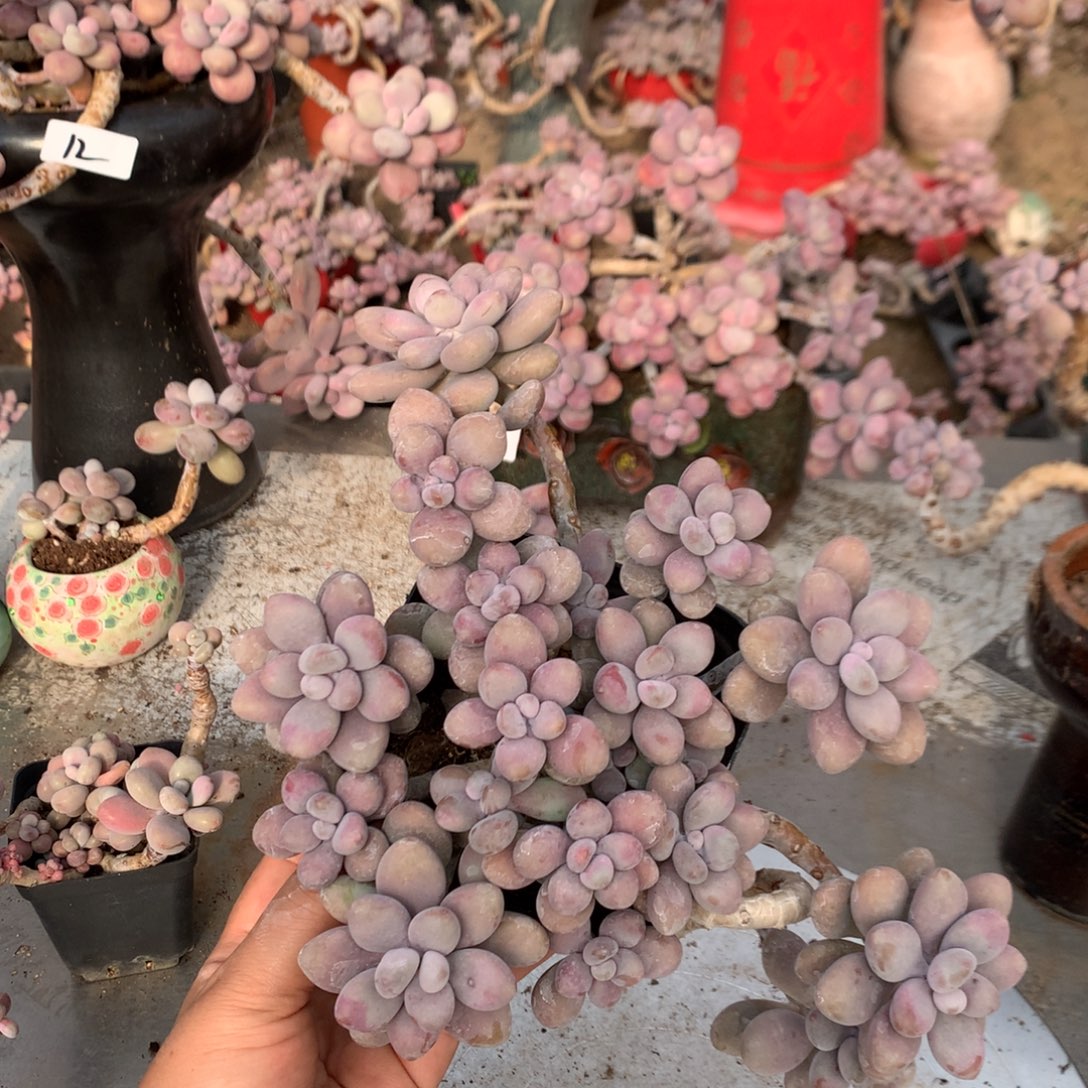 桃蛋老桩有瑕疵21不带盆