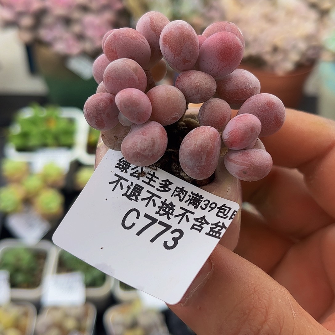 773腰子桃蛋5cm多肉