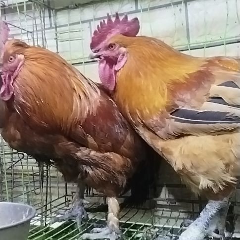 2天中国大陆贵州土鸡